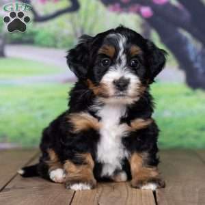 Bella, Mini Bernedoodle Puppy
